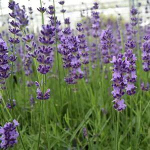 Lavandula angustifolia 'Hidcote' 15-20 cm